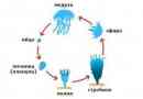 Životni ciklus meduze - od jaja do zrelog oblika