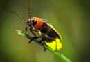 Firesfield beetles - live lanterns