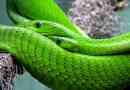 Zmija je reptil ili amfibija?