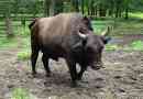 Boncon - krava prešla s europskom bizonom