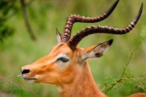 10 Činjenica o gazelama 10 Činjenica o gazelama