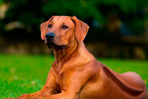 10 Pasmina pasa koje se ne trude 10 Pasmina pasa koje se ne trude