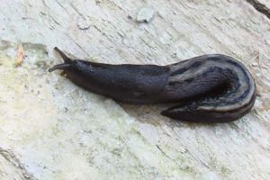 10 Najpoznatijih životinja 10 Najpoznatijih životinja