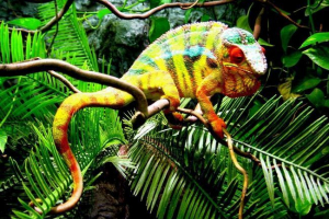 10 Životinja s najsvjetlijom bojom