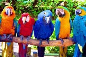 100 Tisuća dolara za papige: millionairev testament iz new yorka postao je globalna vijest 100 Tisuća dolara za papige: millionairev testament iz new yorka postao je globalna vijest