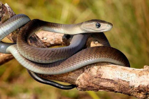 14 Zanimljivih činjenica o black mamba 14 Zanimljivih činjenica o black mamba