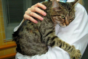 14 Simptoma rinotracheita u mačkama 14 Simptoma rinotracheita u mačkama