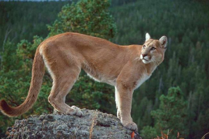 15 Zanimljivih činjenica o pum 15 Zanimljivih činjenica o pum