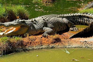 20 Zanimljivih činjenica o krokodilima 20 Zanimljivih činjenica o krokodilima