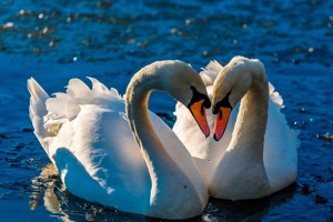 20 Zanimljivih činjenica o labudovima 20 Zanimljivih činjenica o labudovima