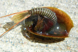 25 Prapovijesnih životinja koje su živjele do danas