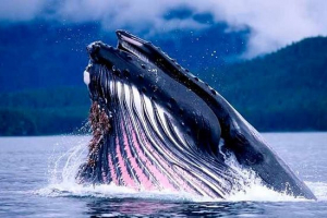 27 Zanimljive činjenice o kitovima 27 Zanimljive činjenice o kitovima