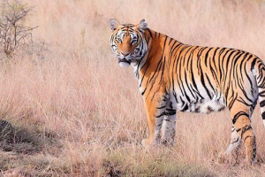 30 Zanimljivih činjenica o tigrovima 30 Zanimljivih činjenica o tigrovima