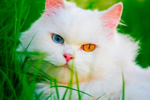 4 Pasmina bijelih mačaka s raznobojnim očima 4 Pasmina bijelih mačaka s raznobojnim očima