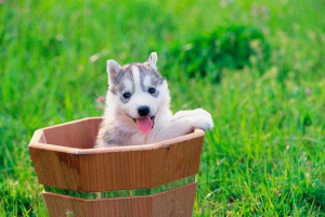 5 Faza razvoja psa i rasta 5 Faza razvoja psa i rasta