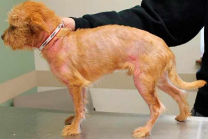 5 Razloga za urtikariju kod pasa 5 Razloga za urtikariju kod pasa