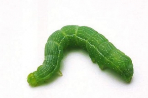 50 Najneobičnijih gusjenica na zemlji: fotografija pyatno-schipast ljepotice 50 Najneobičnijih gusjenica na zemlji: fotografija pyatno-schipast ljepotice