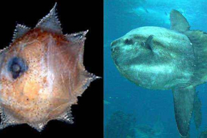 8 Mladih životinja koje nisu poput roditelja 8 Mladih životinja koje nisu poput roditelja