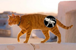 8 Simptoma displazije kod mačaka 8 Simptoma displazije kod mačaka