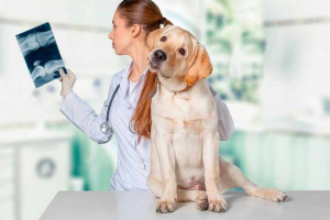 9 Znakova rahitisa u pasa i štenci 9 Znakova rahitisa u pasa i štenci