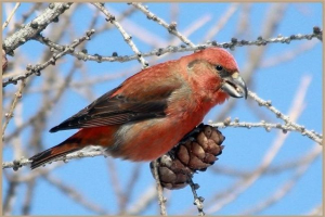 I znaš ptičje bast? Video, fotografija i opis. I znaš ptičje bast? Video, fotografija i opis.
