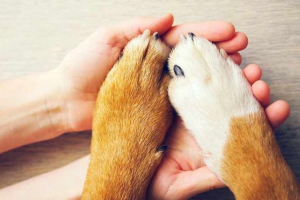 Apsces od psa - nego opasan? Apsces od psa - nego opasan?