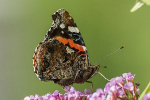 Admiral leptir Admiral leptir