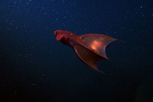 Pakao vampir Pakao vampir