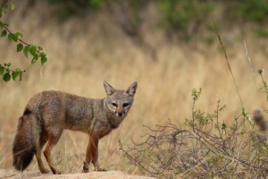 Afganistanski lisitsa Afganistanski lisitsa