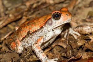 Afrički crveni žaba Afrički crveni žaba