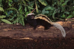 Afrička naklonost - brza, slatka životinja