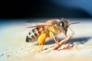 Afrička pčela Afrička pčela