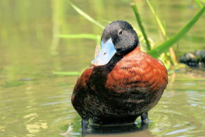 Afrički savka: detaljan opis Afrički savka: detaljan opis