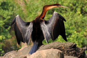 Afrička zmija Afrička zmija