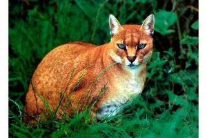 Afrička zlatna ili zlatna mačka Afrička zlatna ili zlatna mačka