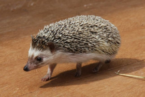 Afrička patuljka Afrička patuljka