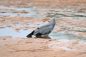 African lune hawk African lune hawk