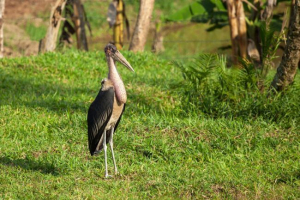 Afrički marabou Afrički marabou
