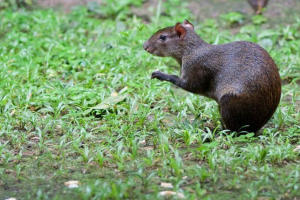 Aguti: južnoamerički posjet Aguti: južnoamerički posjet