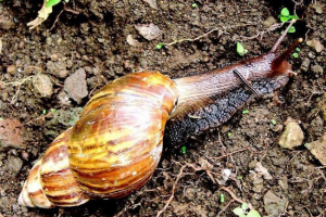 Akhatina - puž velikih veličina Akhatina - puž velikih veličina