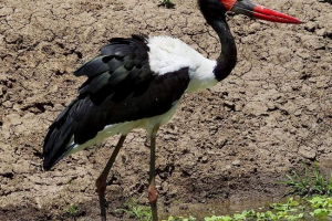 Raskoš. Evolucija roda. Podrijetlo roda Raskoš. Evolucija roda. Podrijetlo roda