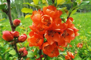 Japonica Japonica