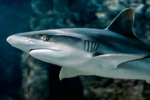 Shark je riba ili sisavac? Shark je riba ili sisavac?