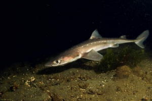 Shark katran: fotografija mora spin Shark katran: fotografija mora spin