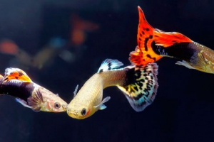 Aquarium fish guppei - njega, hranjenje, sadržaj