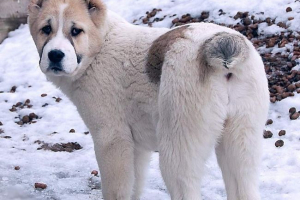 Alabai - pas s nevjerojatnom pričom Alabai - pas s nevjerojatnom pričom