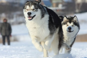Aljaski malamut - weave northerner