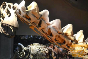 Allosaurus (allosaurus) - jedan od najvećih dinosaura na svijetu