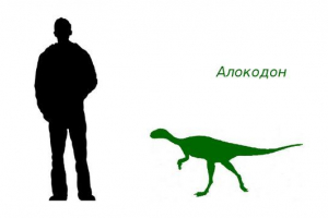 Alokodon Alokodon