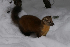 American cork - fluffy dolina